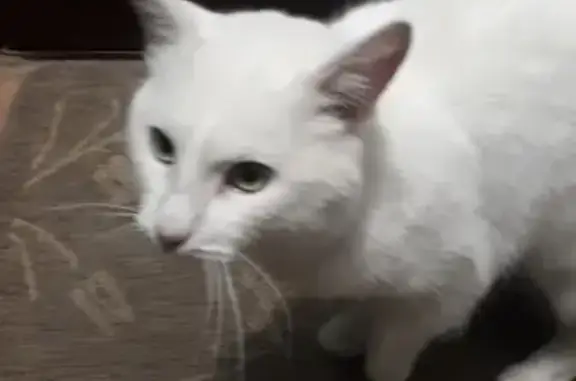 Найден крупный белый кот в Бузулуке, ищет хозяев.