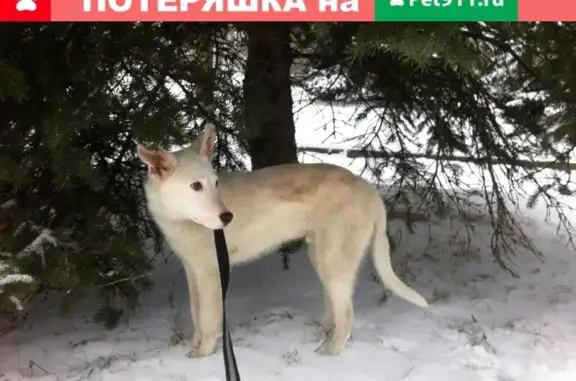 Найден щенок в Пскове, ищет хозяев