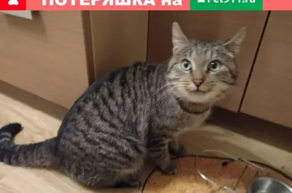 Найден кот в Кутаисском переулке 1, ищем хозяина