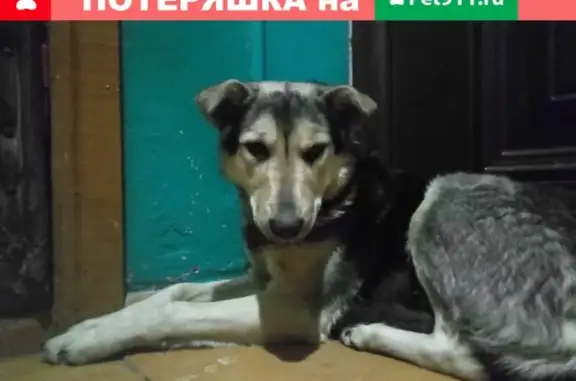 Найден пёс в Можге, Россия