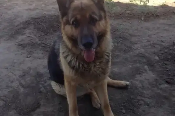 Пропала собака КОЛЯ в Краснослободске, Республика Мордовия