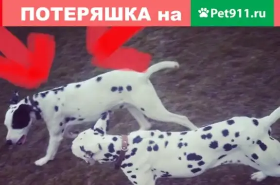 Пропала собака Марти, Ростовская обл., Морозовск.