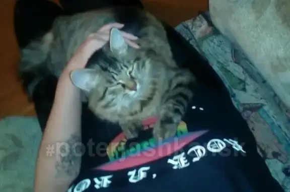 Кошки потеряшки, Новосибирск, фото: Потеряшка кошка в Затоне, Новосибирск