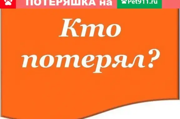 Потеряшка Линда в Оренбурге на лесозащитной