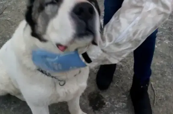 Пропала собака в Петрозаводске, ищем Гриня!