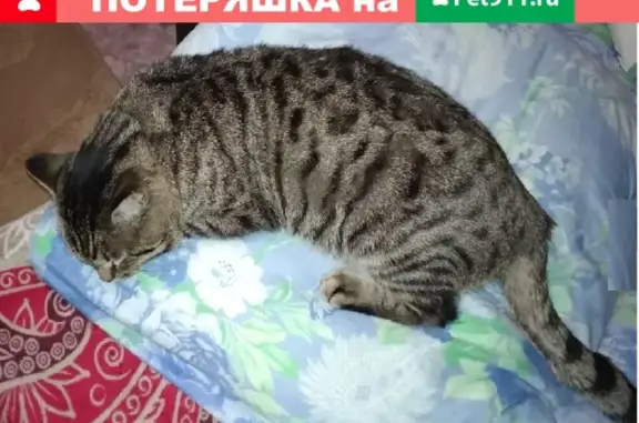 Пропал кот Вася возле школы 7, Усть-Катав
