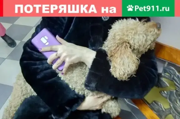 Собака без хозяина: найдена в Мурманске, нуждается в операции.