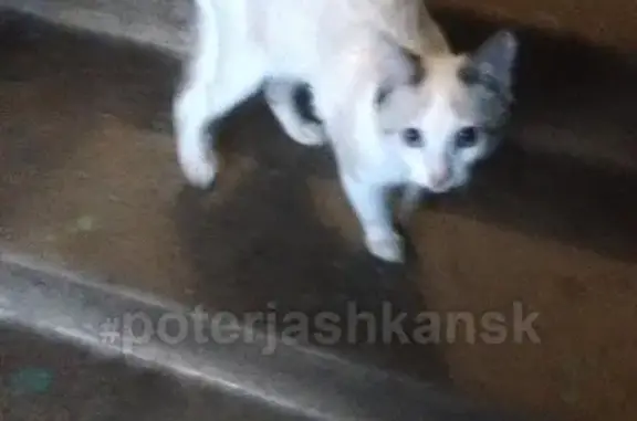 Найдена кошка Новосибирск на улице Станиславского