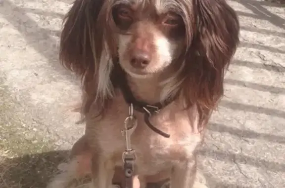 Пропала собака в Сегеже, помогите найти