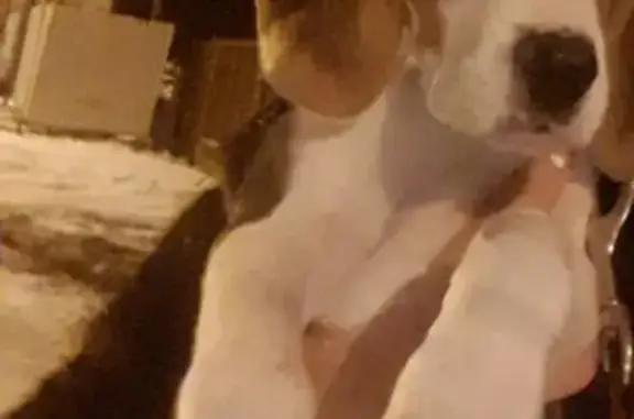 Пропала собака породы Эстонская-гончая в Белгороде