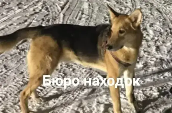 Пропала собака на Первомайской!