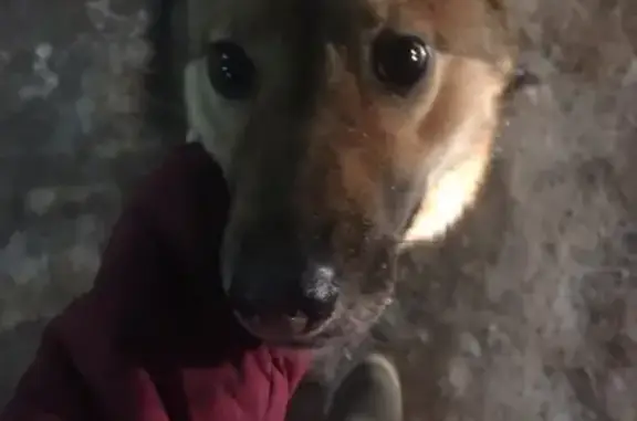 Потерянная собака возле МПС в Абакане