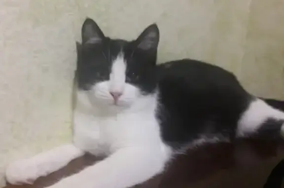 Пропала кошка в Волгодонске: Шерри, черно-белая, игривая.
