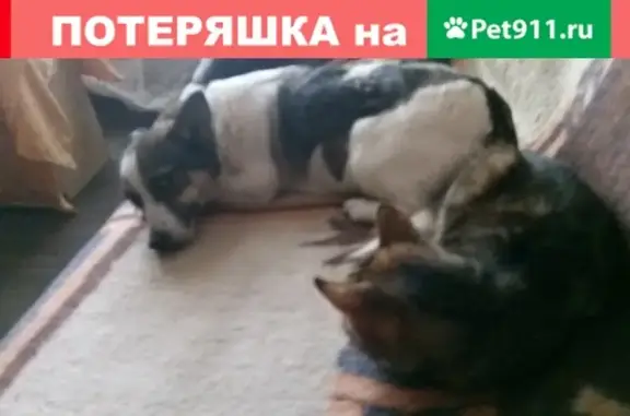 Пропала собака в Воткинске, ул. Победы, первый поселок