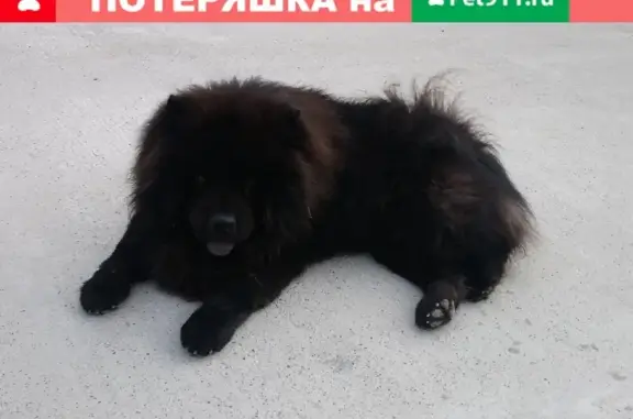 Пропал пёс Потап на ул. Щёрса, Новороссийск