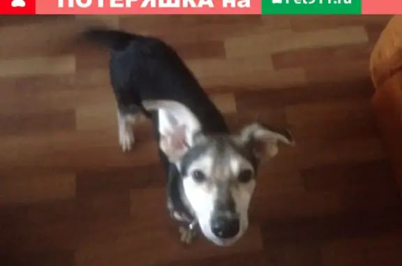 Пропала собака на ул. Чернышевской, кличка Джек.