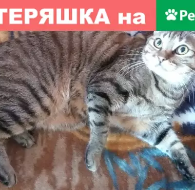 Найден кот Серый в Южно-Сахалинске
