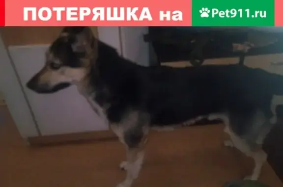 Найдена собака в Алтуфьево, улица Лескова