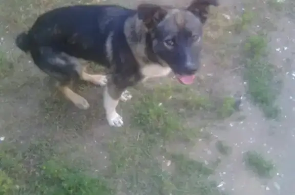 Пропала собака Грей в Южноуральске