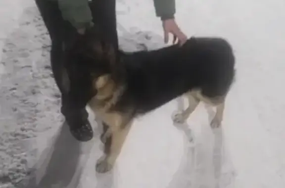 Найдена собака в парке Петра в Бийске
