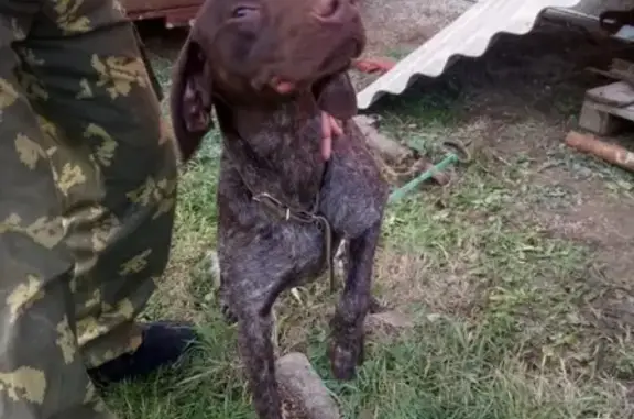 Найдена собака породы Курцхаар в Северске