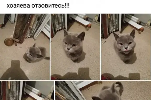 Найдена кошка на ул. Пушкина, Мошково