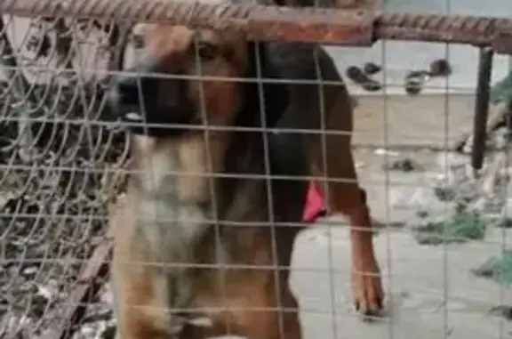 Собаки потеряшки, посёлок городского типа Понизовка, фото: Потеряшка пёс Ричи в Понизовке, Ялта