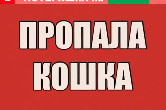 Пропала серо-бежевая кошка на ул. Красноармейской, Чита