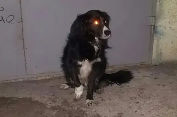 Найдена собака в Мурманске, ищем владельца!