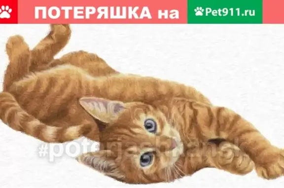 Найдена кошка на Октябрьском - СРОЧНО!