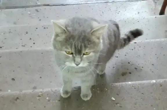 Найдена кошка на Чкалова в Ишимбае