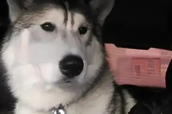 Пропала собака в Казани, ищем хаски бело-серого окраса.