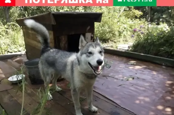 Пропала собака на Усть-Курдюмской улице в Саратове