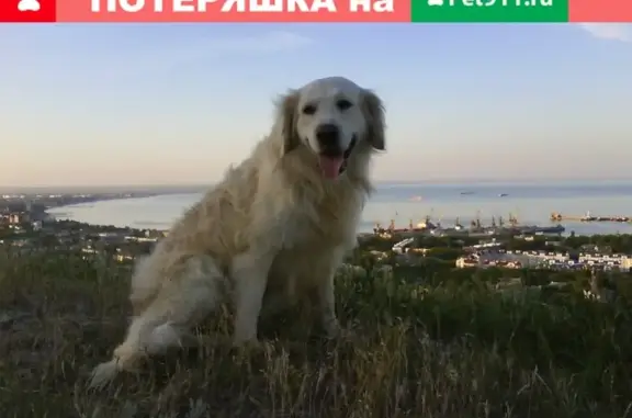 Пропала собака в Феодосии на ул. Прямая