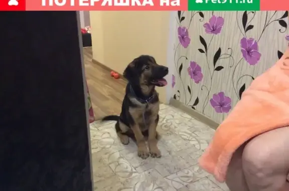 Найден щенок овчарки в Комсомольске-на-Амуре
