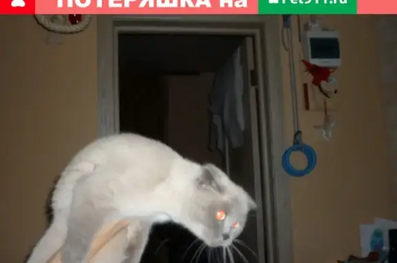 Вислоухая кошка найдена в Пскове на К. Назаровой