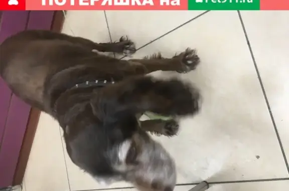 Собака ждет хозяина на Серпуховском Валу