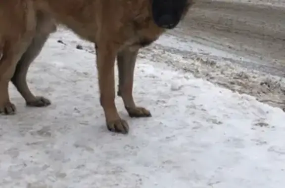 Найдена собака в Ногинсе, Леруа Мерлен