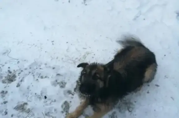 Пропала собака Герман в Миассе