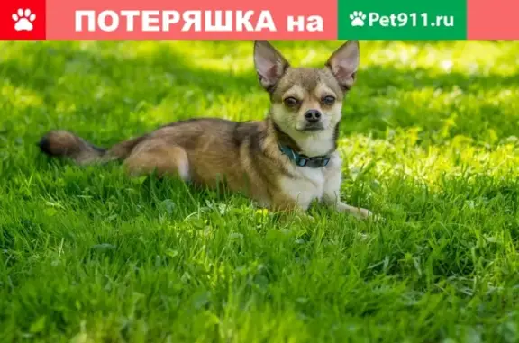 Пропала собака Тема на ул. Маршала Тухачевского 41к1