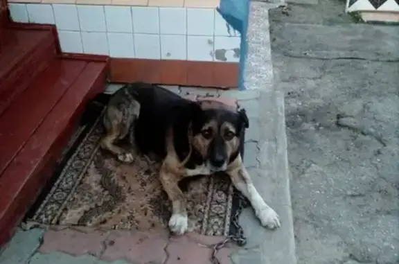 Пропала крупная собака в Рязани, ул. Крупская, 22.12.18.