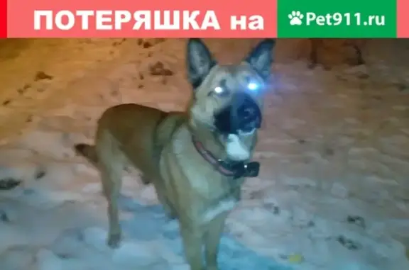 Найден рыжий пес на ул. Мирошникова, 2 в Нижнем Новгороде