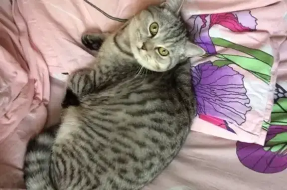 Кошки потеряшки, Чернавчицы, фото: Потеряшка кот Лекс из Чернавчиц, Брестский р-н, Беларусь