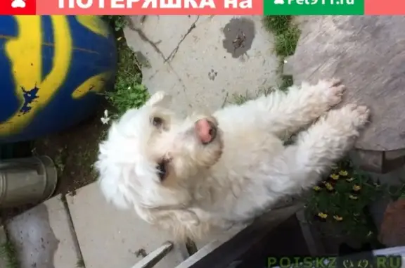 Пропала собака в Пушкино, ищем Тяпу!