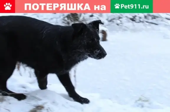 Пропала собака в Первоуральске, вознаграждение!