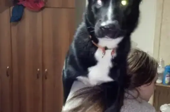Пропала собака Джолик в Кировском районе, Новосибирск