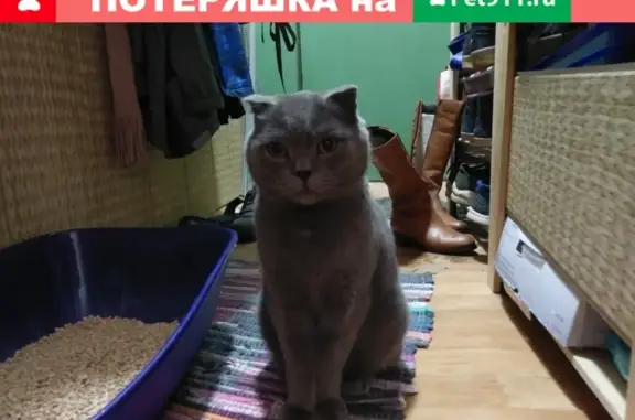 Найден кот на ул. Комсомольской, 152