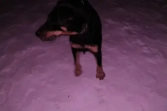 Найдена собака в Молодежном, Бердск.