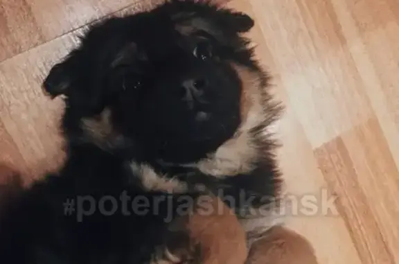 Найдена собака на Воинской в Новосибирске
