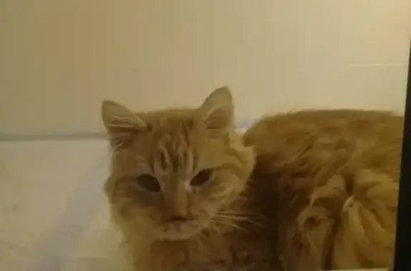 Кот в плохом состоянии найден на пр. Кузнецова